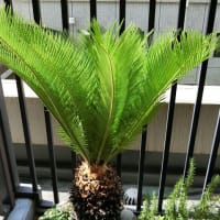 「蘇鉄の新芽」が随分と伸びてきました