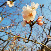 小川と公園と桜