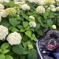 開成町の綺麗な紫陽花②