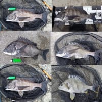 ミジガイとフジツボの合わせ全く違う！