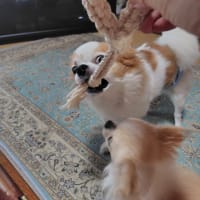 暑くなりましたね