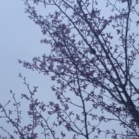 桜　咲きました