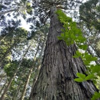 クマとサルナシとヒスイの関係について考える・・・長者ヶ原遺跡ガイド