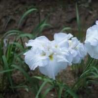 伊勢市「二見しょうぶロマンの森の花菖蒲と紫陽花」見てきました～(^^)  2025