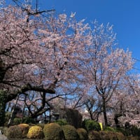 早咲きの桜　満開