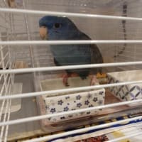 マルちゃん肝臓が悪いのが発覚しました