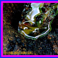 🐉🌈〖山桃〗樹木に可愛い【✨妖精✨】出現❢❢