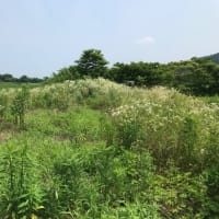 草刈りの記録