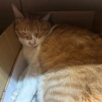 看板猫のいるお店で猫飲み (2506-1)