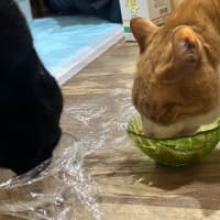 看板猫のいるお店で猫飲み (2506-4)