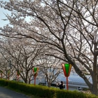 揖保川の桜並木