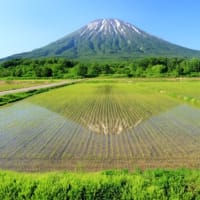 田植えの後の稲田１）羊蹄山