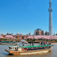 2020年東京のお花見屋形船（その３：桜の開花予想）