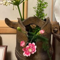 今日のお花🌸