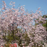里見公園の桜　３月２６日