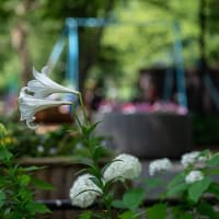 紫陽花とゆり、白の彩り。