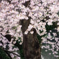 桜の季節