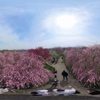 和泉リサイクル環境公園の梅林　３６０度動画（２０２５年３月１４日）