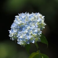 あじさいが咲き始めた六甲高山植物園にて（PartⅡ）