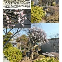 花巡り「梅－357」  久喜　常楽寺