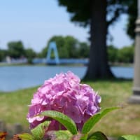 紫陽花と菖蒲の競演