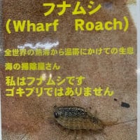 私はフナムシです