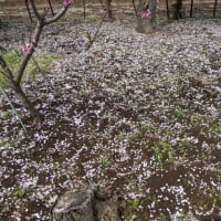 桜と畑の4月の土日