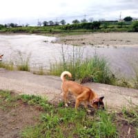 お引越しをするその前に！5月後半のお散歩♪