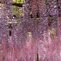 藤の花が満開でした＾＾