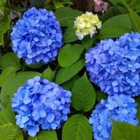 今年の初紫陽花。