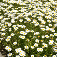 野の花