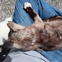 九州F島の猫たち　2025年4月　その5