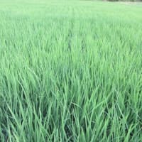 今年のイネは著しく進みそうだが天候異変の影響は予測不能