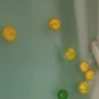 今年実った柚子の実を六つ風呂に浮かべる