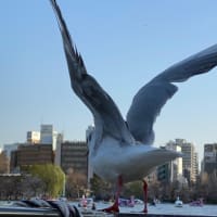 上野で鳥さんパラダイス