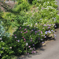 金泉寺「紫陽花」