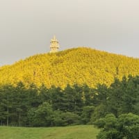 　　　　　　’２５年「夏」（３１）