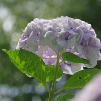 うす紫の紫陽花　2024.6.24