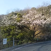 因島大橋・自転車道の桜、向島側の木は「まもなく満開」、因島側の公園は「開花前」でした。