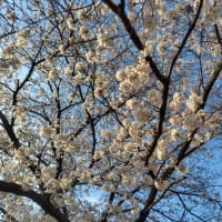 桜　満開！