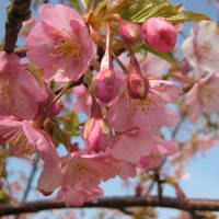 梅野哲の日常～桜みっけ～