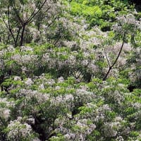 宮地山から在自山へ