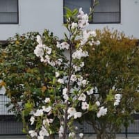 ミチザネさんの桜