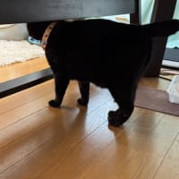 2025/6/29の朝