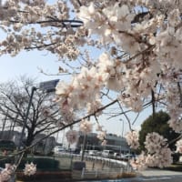 調布飛行場の桜も野川公園の桜も咲き始めてますよ😊