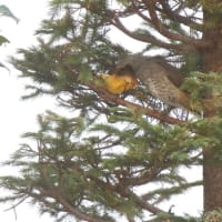 野鳥　７　　ヒヨドリ