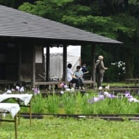 花菖蒲の季節