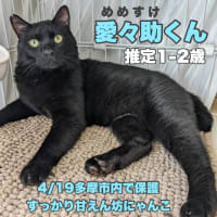 保護猫譲渡会6/8(土)in多摩市聖蹟桜ヶ丘