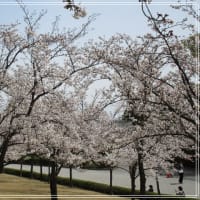 関西大学桜