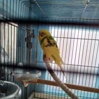セキセイインコのストレス